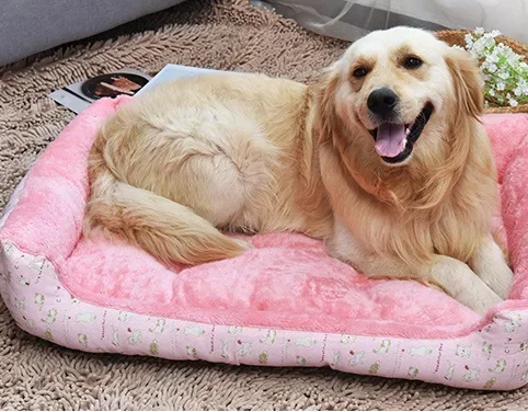 Bold Bone Pet Lounger