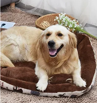 Bold Bone Pet Lounger