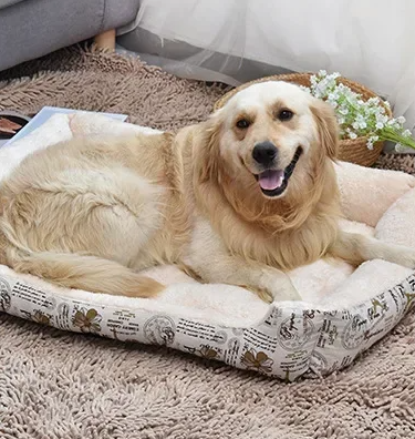 Bold Bone Pet Lounger